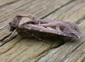 Subgothic Dart